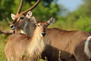 South African Safari Reserves 