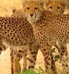 Thorny Bush cheetah