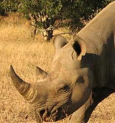 Rhino